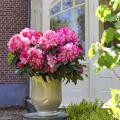 Petits Rhododendrons