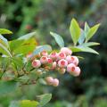 Vaccinium