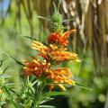 Phlomis arbustifs