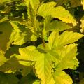 Physocarpus dorés