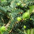 Picea (Epicéa)