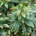 Pieris panachés