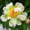 Pivoine - Paeonia