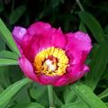 Pivoines botaniques