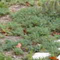 Plantes couvre-sols