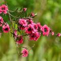 Plantes méditerranéennes d'ombre