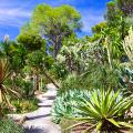 Plantes méditerranéennes de A à Z