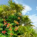 Plantes méditerranéennes par variété