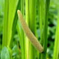 Plantes aquatiques sous 0 à 5 cm d'eau