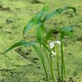 Plantes aquatiques sous 20 à 50 cm d'eau