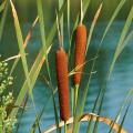 Plantes aquatiques sous 50 à 80 cm d'eau