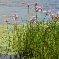 Plantes aquatiques sous 5 à 20 cm d'eau