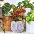 Plantes d'intérieur à feuillage coloré