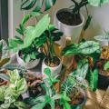 Plantes d'intérieur par caractéristiques