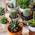 Plantes d'intérieur par famille