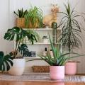 Plantes d'intérieur par variété