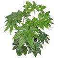 Plantes d'intérieur en promotion