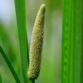 Plantes pour mini-bassin