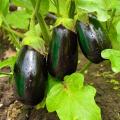 Plants d'Aubergines