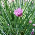 Plants de Ciboulette