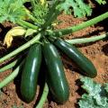 Plants de Courgettes