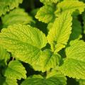 Plants de Menthe