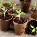 Plants potagers en pots, mottes et godets