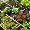 Plants potagers par variété