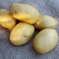 Pommes de terre résistantes au mildiou