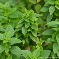 Aromatiques de A à Z