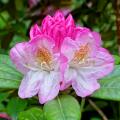 Rhododendron Inkarho (Easydendron)  tolérant le calcaire