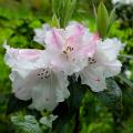 Rhododendrons et azalées parfumés