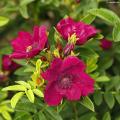 Rosiers rugosa 