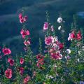 Roses Trémières