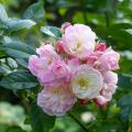 Rosiers buissons à fleurs groupées