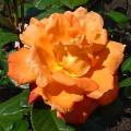 Rosiers orange