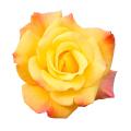 Rosiers en promotion