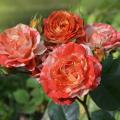 Rosier grimpant bicolore et panaché
