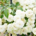 Rosier grimpant blanc
