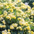 Rosiers grimpants jaunes
