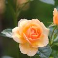 Rosier grimpant orange ou saumon