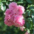 Rosier grimpant rose