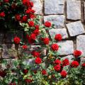 Rosier grimpant rouge