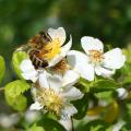 Rosiers pour les abeilles