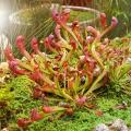 Sarracenia - plantes carnivores