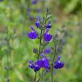 Sauges arbustives à fleurs bleues