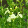 Sauges arbustives à fleurs jaunes