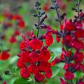 Sauges arbustives à fleurs rouges