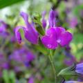 Sauges arbustives à fleurs violettes