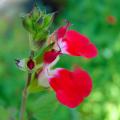 Sauges arbustives par couleur de fleurs